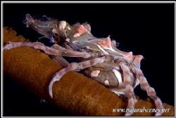 I'm not an expert but this Xeno crab look pregnant to me ... by Yves Antoniazzo 